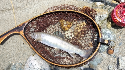 イワナの釣果