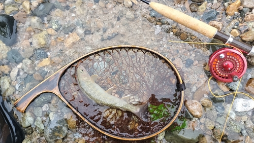 イワナの釣果