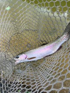 ニジマスの釣果