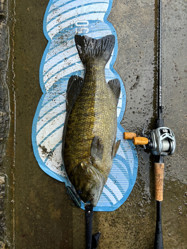 スモールマウスバスの釣果