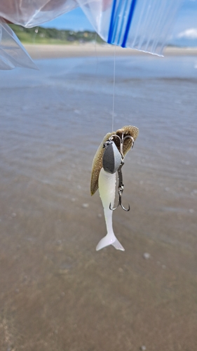 シタビラメの釣果