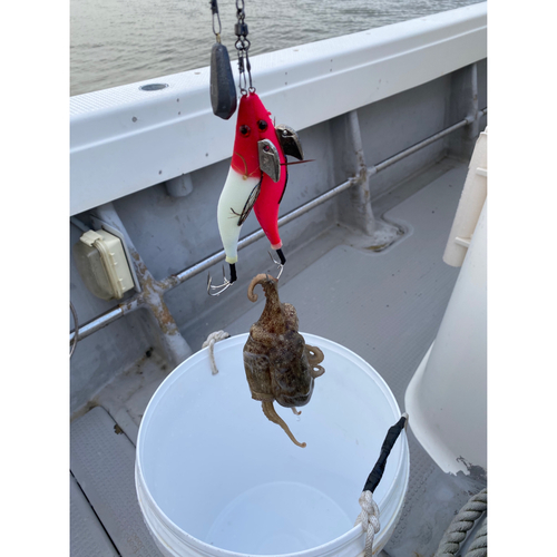 タコの釣果