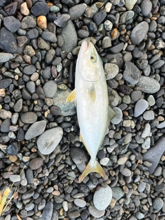 ワカシの釣果