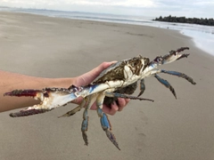 ワタリガニの釣果