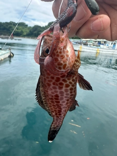 オオモンハタの釣果