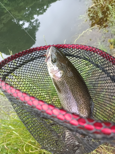 ニジマスの釣果