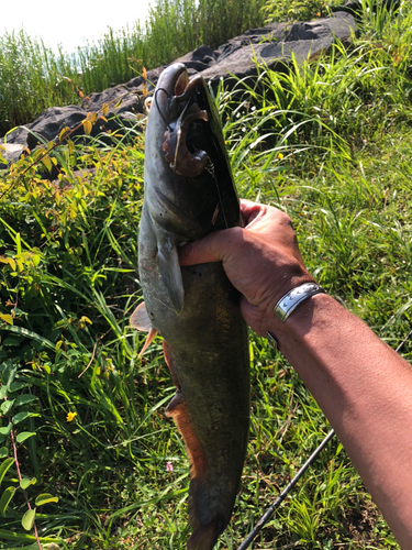 ナマズの釣果