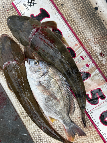 釣果