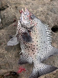 イシガキダイの釣果