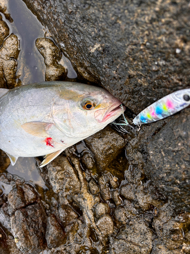 カンパチの釣果