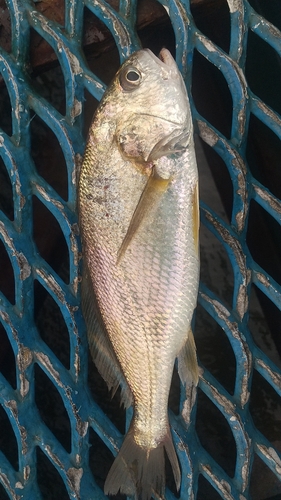 イシモチの釣果