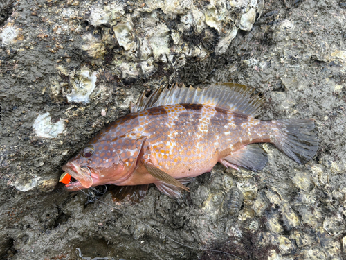 アコウの釣果