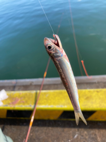 カタクチイワシの釣果