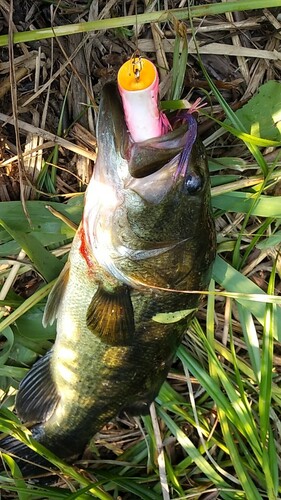 ブラックバスの釣果