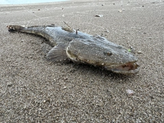 マゴチの釣果