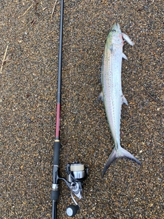 サゴシの釣果