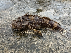 オニオコゼの釣果