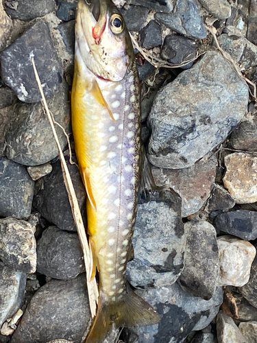 イワナの釣果