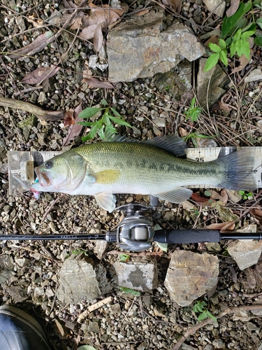 ブラックバスの釣果