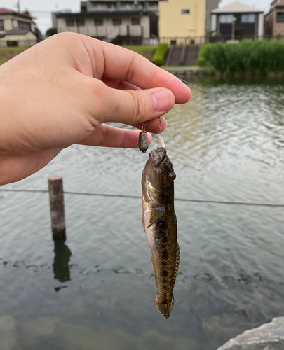 マハゼの釣果