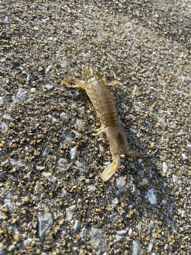 シャコの釣果