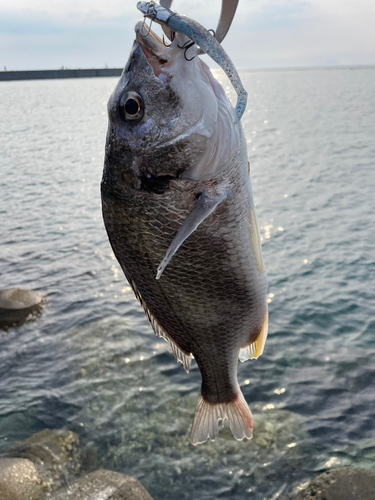 キビレの釣果