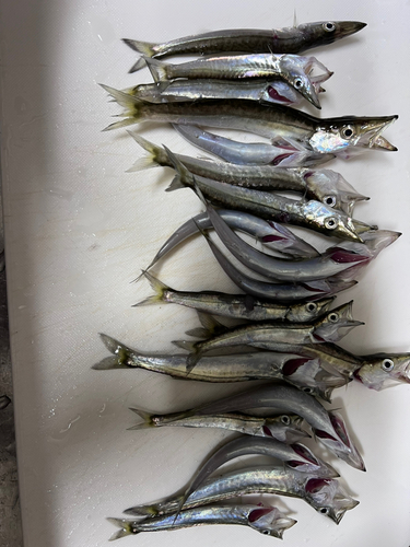 カマスの釣果