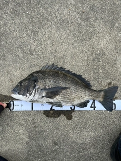 クロダイの釣果