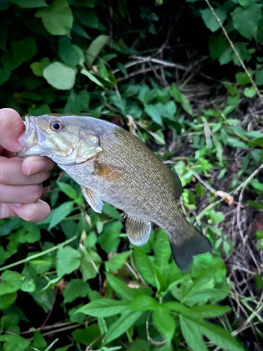 スモールマウスバスの釣果