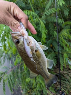 ブラックバスの釣果