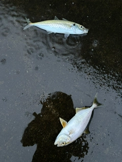 マルアジの釣果