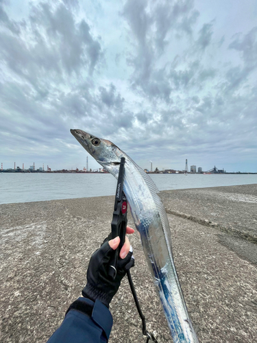 タチウオの釣果