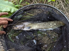 ニホンナマズの釣果