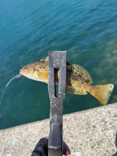 アイナメの釣果