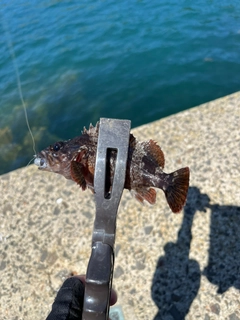 ムラソイの釣果