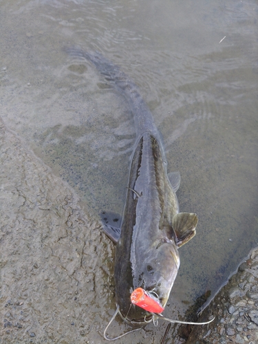 ナマズの釣果