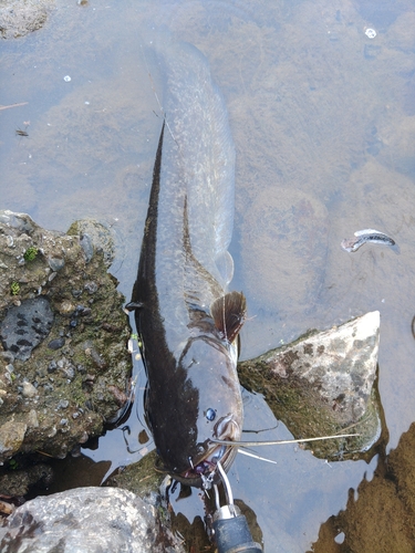 ナマズの釣果