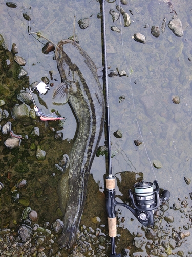 ナマズの釣果