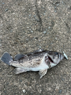 クロソイの釣果