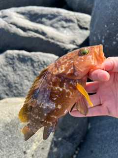 アコウの釣果