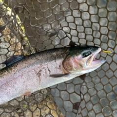 ニジマスの釣果