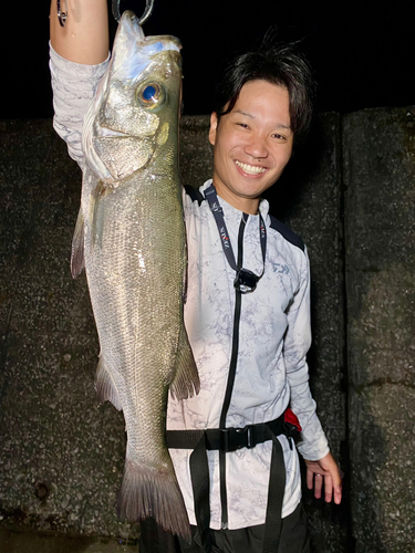 ヒラスズキの釣果