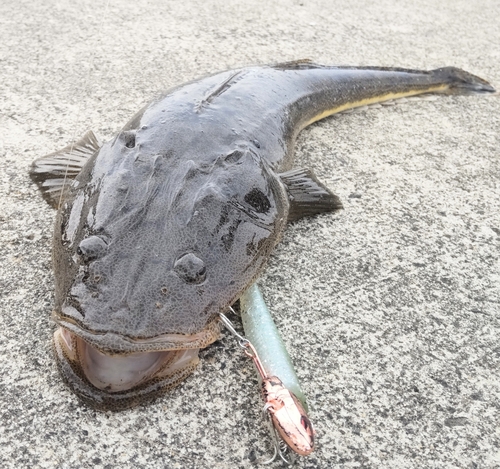 マゴチの釣果