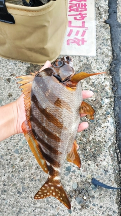 タカノハダイの釣果