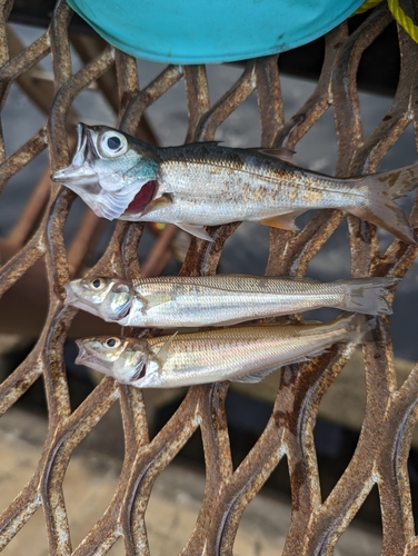 キスの釣果