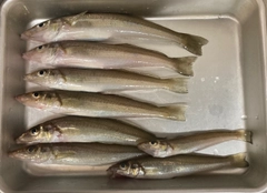 キスの釣果
