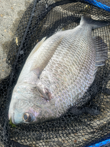 キビレの釣果