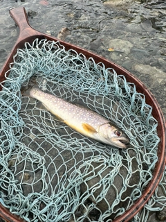 イワナの釣果