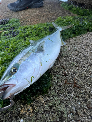 フクラギの釣果