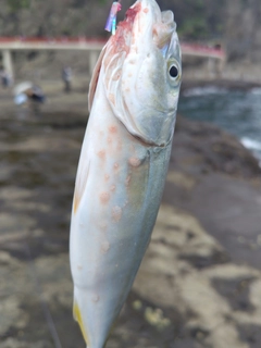 ワカシの釣果